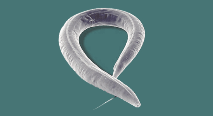 Неизвестный древний червь ожил после 46 тысяч лет, проведенных во вечной мерзлоте