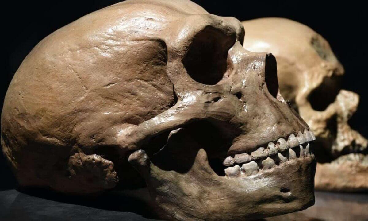 Как разговаривали неандертальцы. Строение черепа говорит о том, что Неандертальцы имели все необходимое, чтобы разговаривать как современные люди. Фото.
