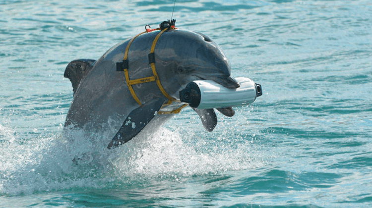 Боевые дельфины и киты-разведчики: как морских животных используют в военных целях. Дрессировать дельфинов для военных целей начали еще в середине XX века. Фото.