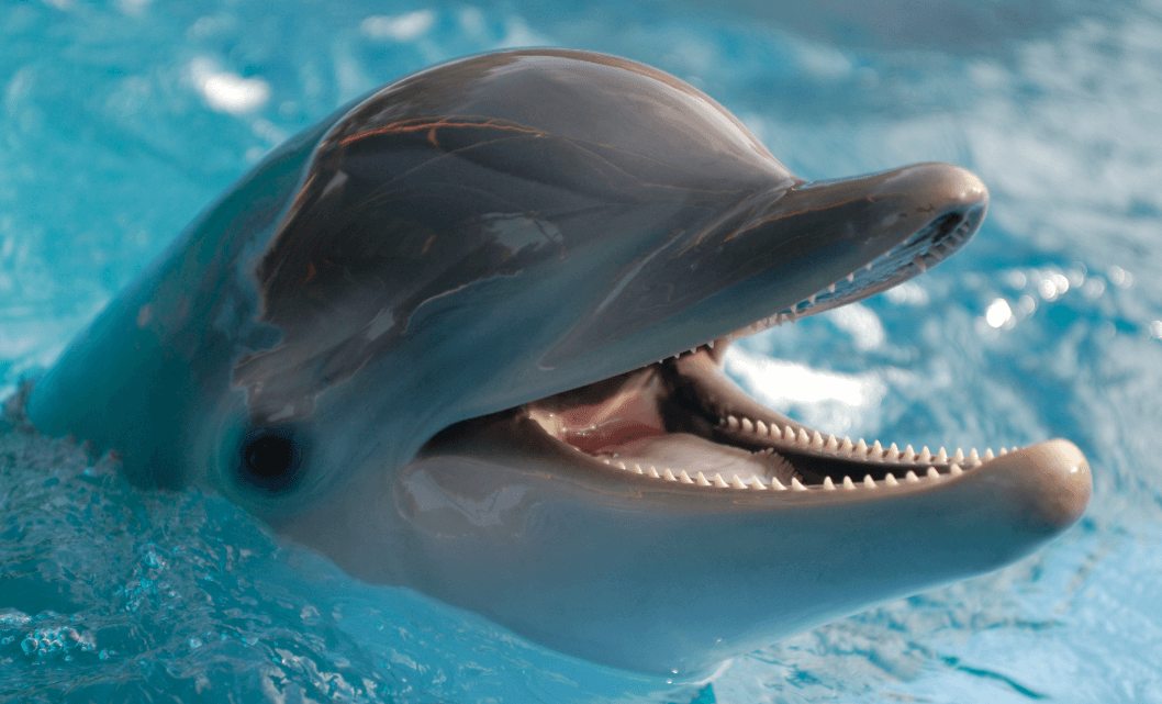 Дельфины и киты защищают людей от акул? Предположительно дельфины и киты защищают людей от акул инстинктивно. Фото.