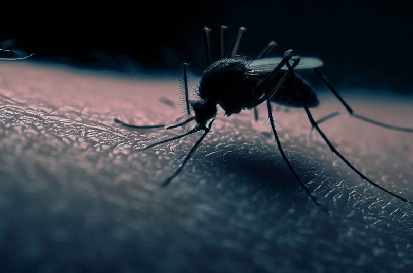 Почему ни в коем случае нельзя чесать место комариного укуса и как устранить зуд