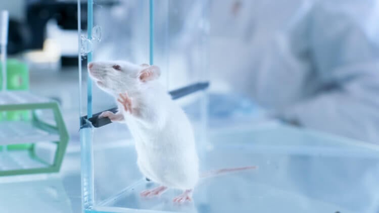 Какие существуют препараты сенолитики. Препараты сенолитики показали высокую эффективность на мышах. Фото.
