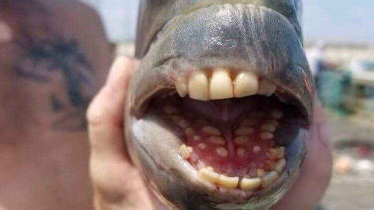 Опасна ли рыба паку для человека. Рыба-овчарка тоже имеет «человеческие» зубы. Фото.