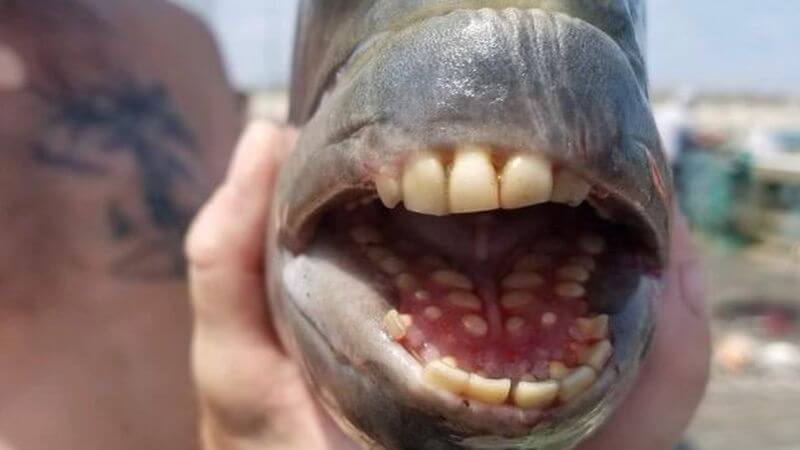 Опасна ли рыба паку для человека. Рыба-овчарка тоже имеет «человеческие» зубы. Фото.