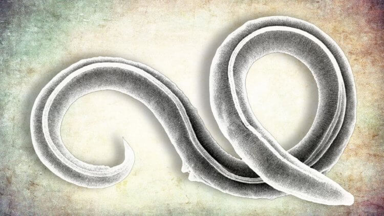 Неизвестный древний червь ожил после 46 тысяч лет, проведенных во вечной мерзлоте