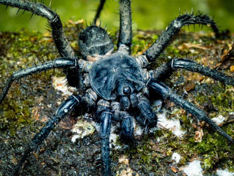 Что известно о жизни древнего паука. Современный паук Mesothelae, ближайший родственник Arthrolycosa wolterbeeki. Фото.