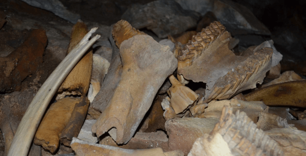 Кто жил в древней сибирской пещере, заполненной костями. Кости животных отлично сохранились. Фото.