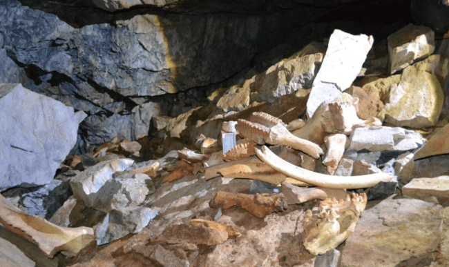 В Сибири обнаружена нетронутая пещера с костями мамонтов, медведей и носорога, но жили в ней не люди. Фото.