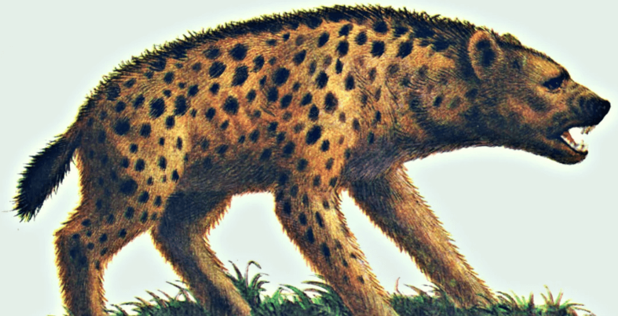 Находка в Хакасии расскажет о животных эпохи плейстоцена. Пещерные гиены — падальщики, вымершие тысячи лет назад. Фото.