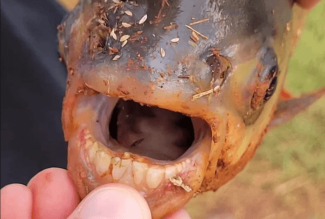 В США поймали рыбу с зубами как у человека — почему 10 лет назад ею пугали мужчин. Фото.
