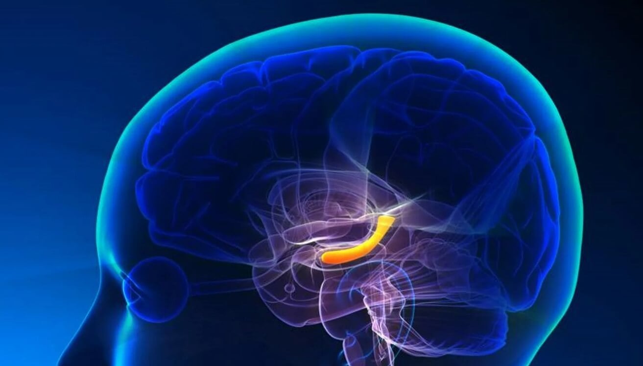 Диагностика болезни Альцгеймера. Расположение гиппокампа в головном мозге человека. Фото.