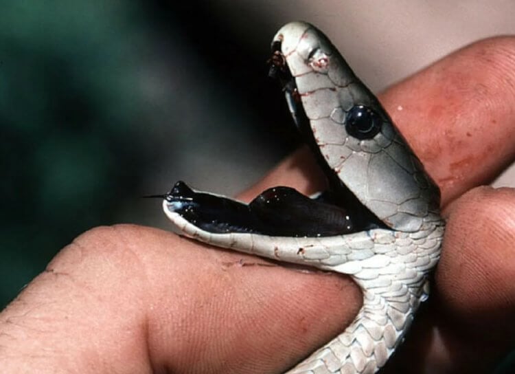 Самая большая змея после королевской кобры. У черной мамбы уникальная ротовая полость, окрашенная в черный цвет. Фото.