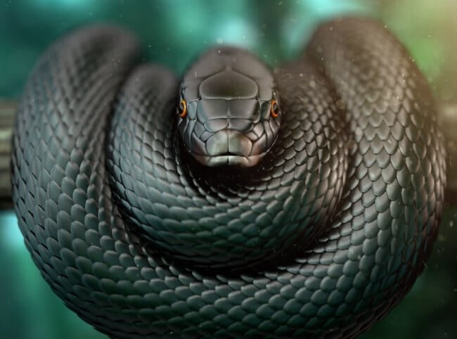 Самая быстрая змея в мире — она может догнать любого, а яд убивает в 100% случаев. Фото.