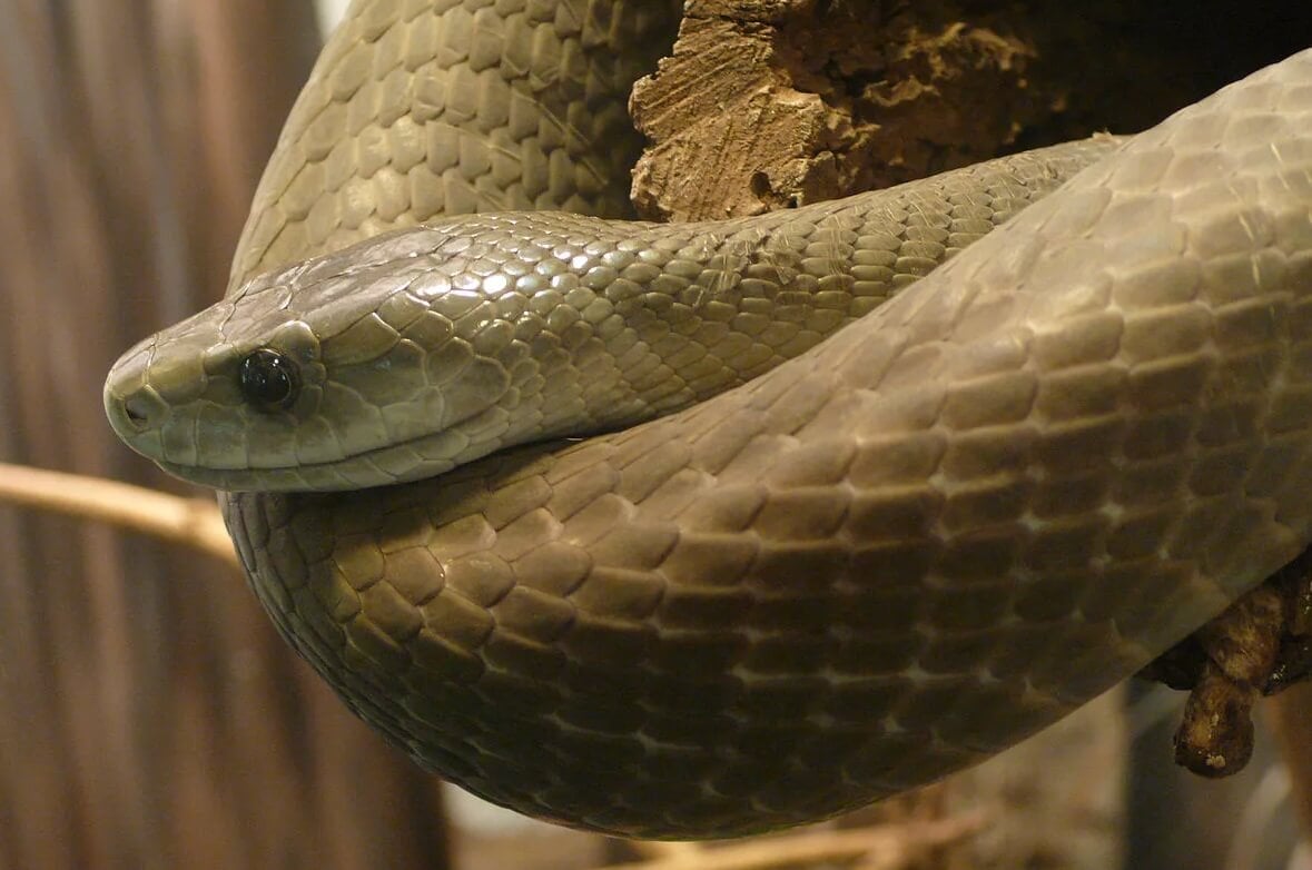Самая большая змея после королевской кобры. Черная мамба имеет зеленоватый оттенок тела. Фото.