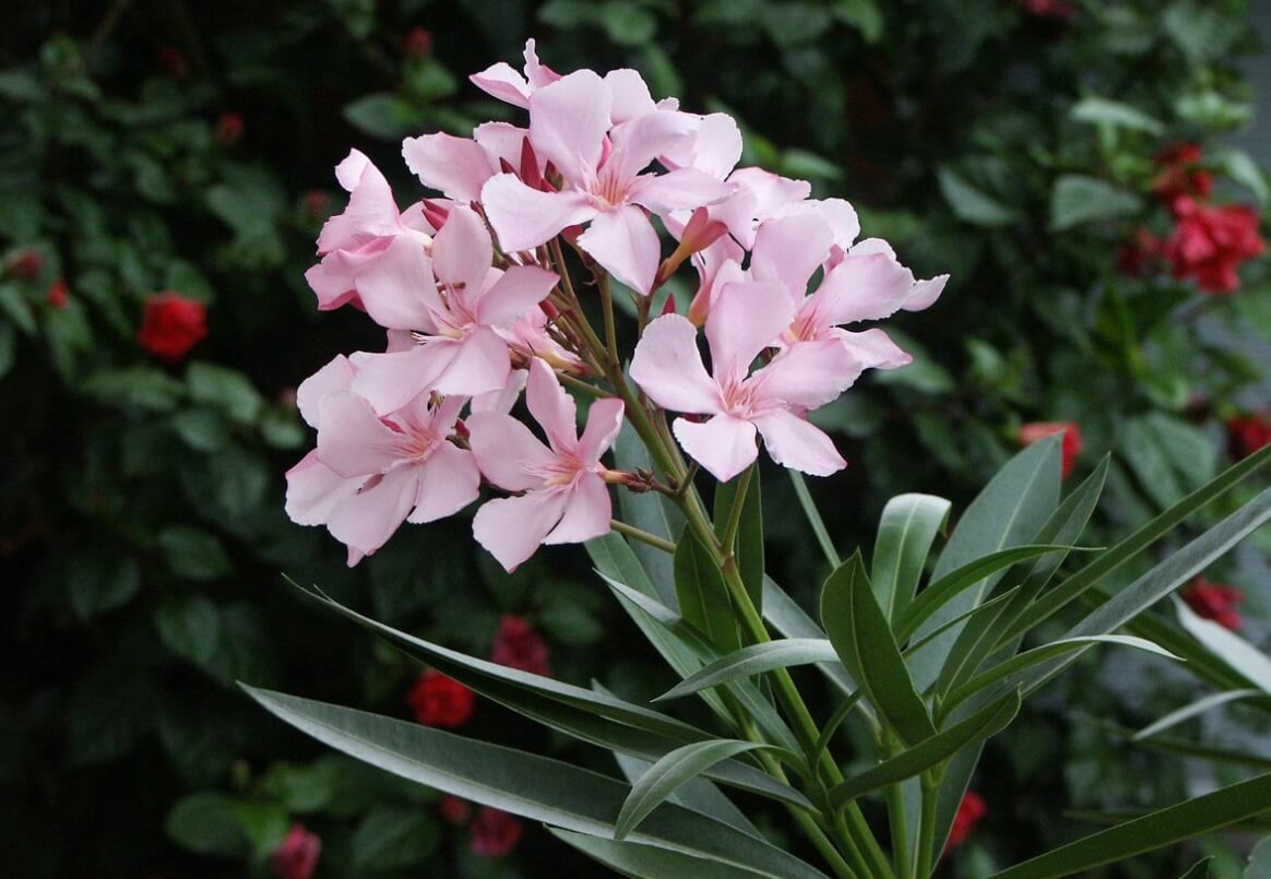 Олеандр — комнатный ядовитый цветок. Цветы олеандра имеют розовый оттенок. Фото.