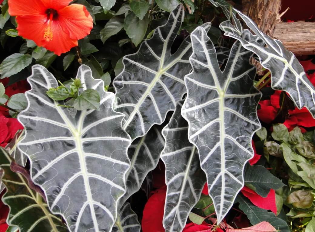 Алоказия — ядовитое комнатное растение. Алоказия привлекательна своими большими листьями с причудливой формой. Фото.
