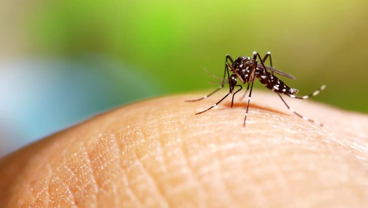 Что такое лихорадка денге. С большой долей вероятности, неизвестная болезнь передается укусами насекомых. Фото.