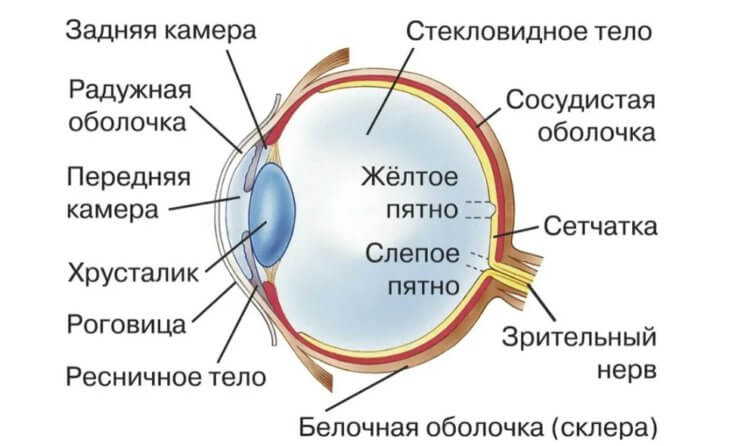 Как работает зрение человека. Строение человеческого глаза. Источник: znanio.ru. Фото.