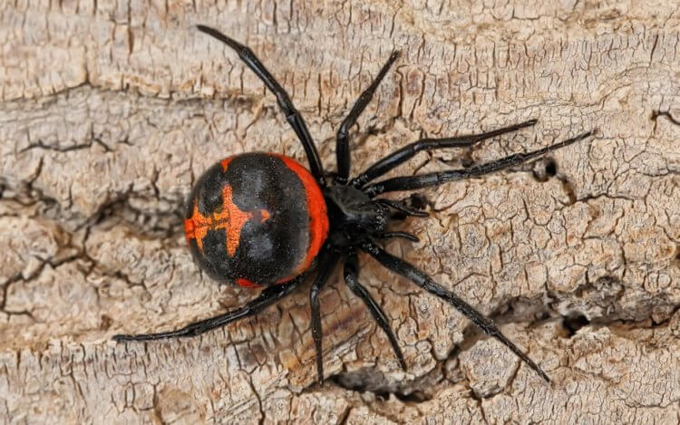 Самый ядовитый паук в России — его укус мучает 2 недели и может убить. Многие каракурты имеют красный рисунок на спине, но существуют и полностью черные особи. Фото.