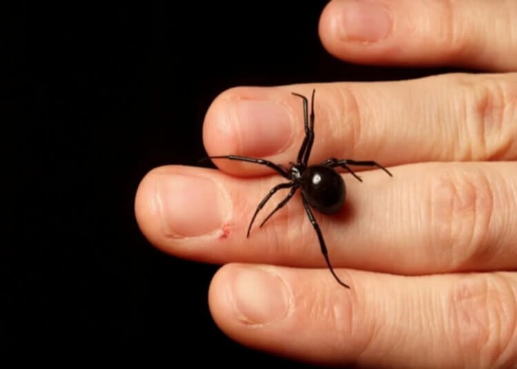 Самый ядовитый паук в России — его укус мучает 2 недели и может убить