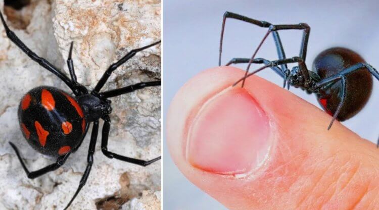 Самый ядовитый паук России. Черная вдова в сравнении с человеческим пальцем. Фото.