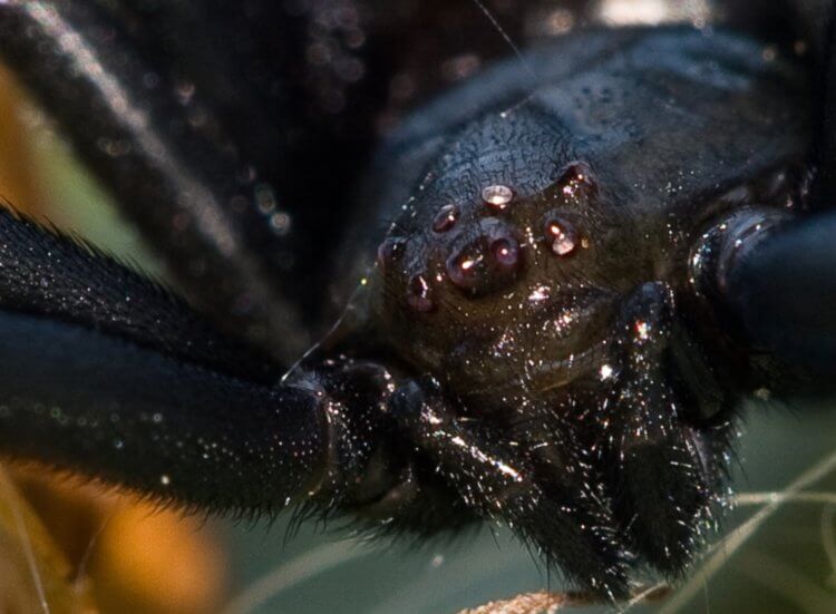 Самый ядовитый паук России. Глаза паука каракурта. Фото.