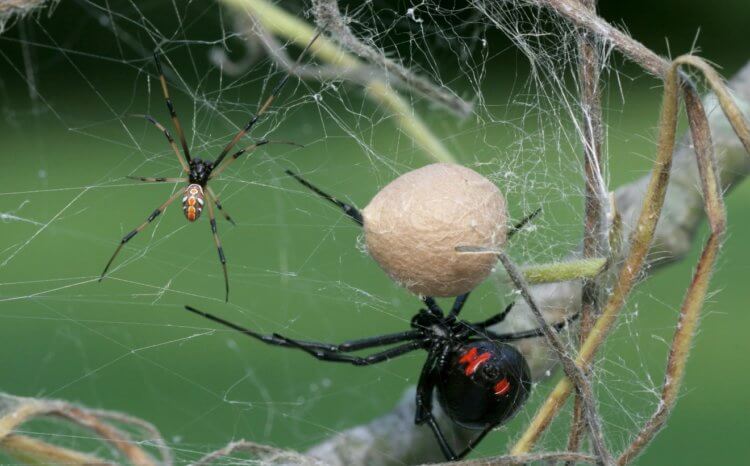 Самый ядовитый паук в России — его укус мучает 2 недели и может убить