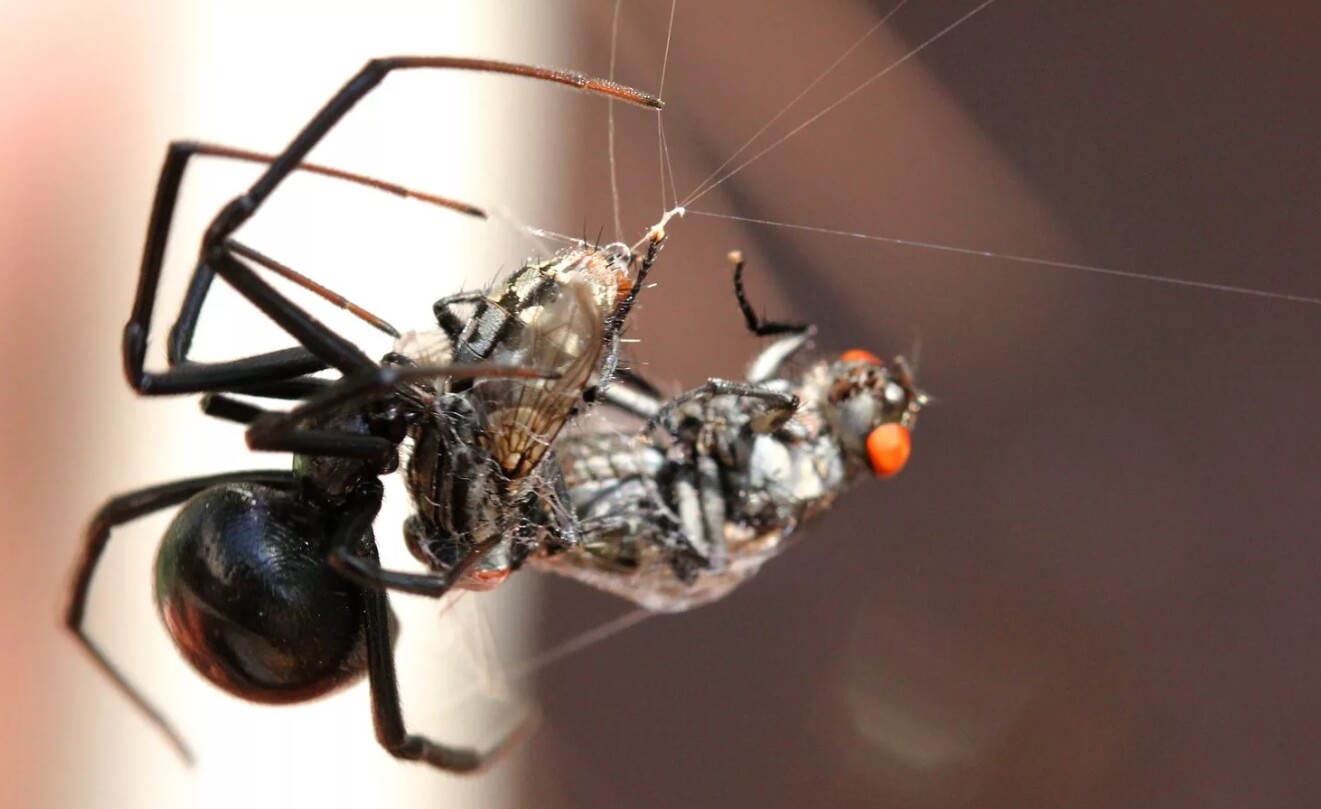 Каракурты едят насекомых, которые попадают в их ловушки. Фото.