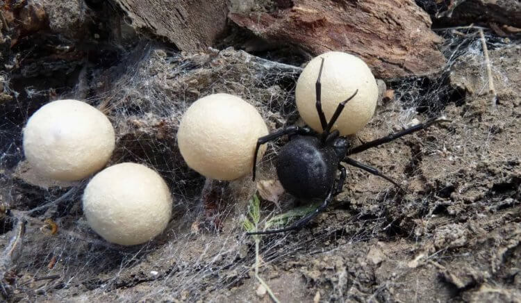 Как кусает паук черная вдова. Гнездо паука каракурта (черной вдовы). Фото.