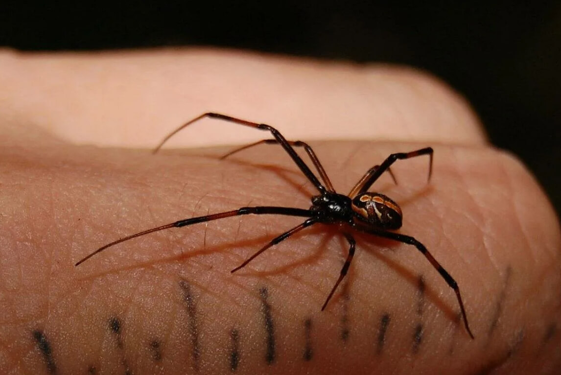 На месте укуса черной вдовы остаются две крошечные точки. Фото.