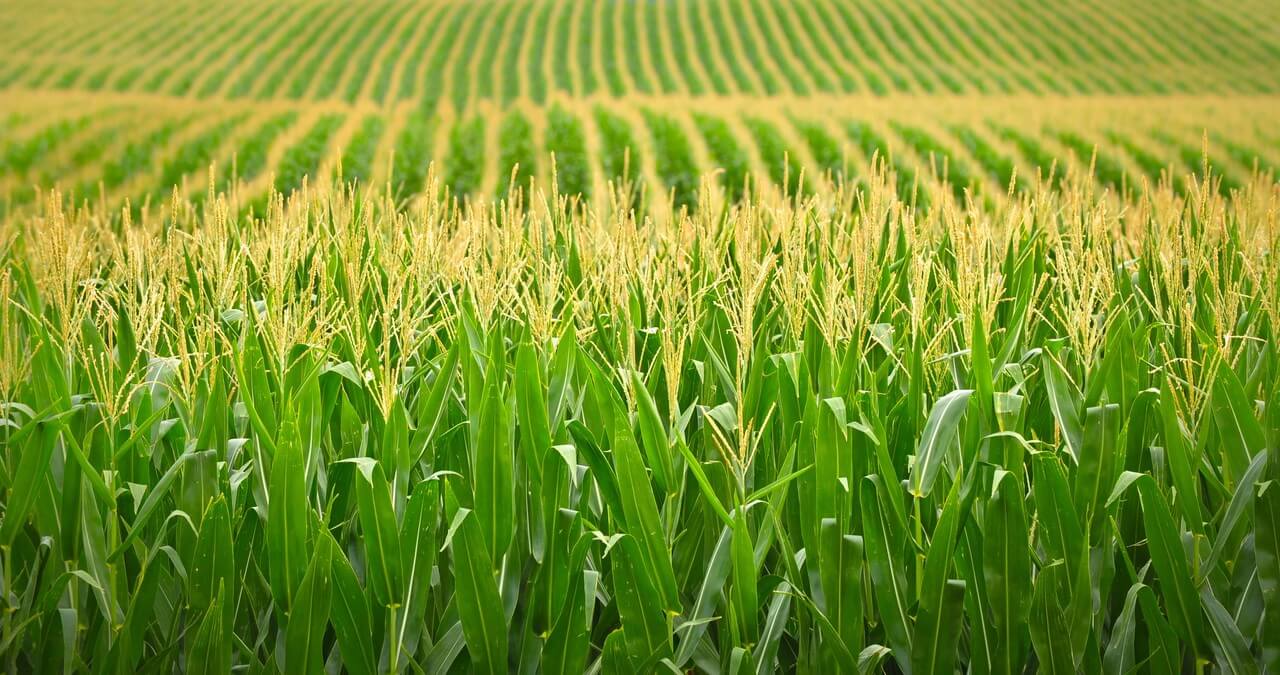 Отказом от мяса планету не спасти? Выращивание кукурузы приводит к гораздо большим выбросам парниковых газов, чем выращивание коров. Фото.