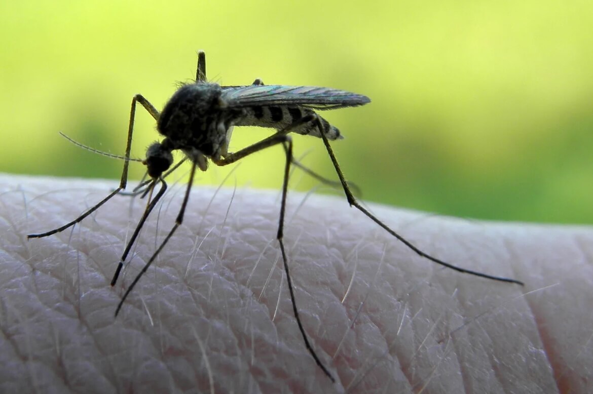 Как химикаты убивают комаров и насекомых. В большинстве случаев, после применения химикатов, комары умирают из-за разрушения нервной системы. Фото.