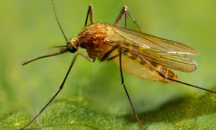 Что такое лихорадка Западного Нила. Комар вида Culex pipiens. Фото.