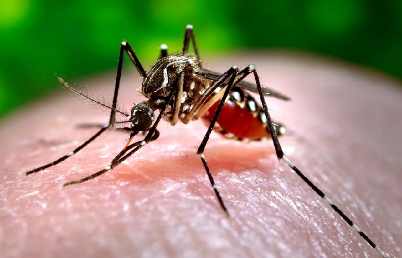 Лихорадка Западного Нила в России. Комары также являются переносчиками других опасных заболеваний вроде лихорадки денге. Фото.