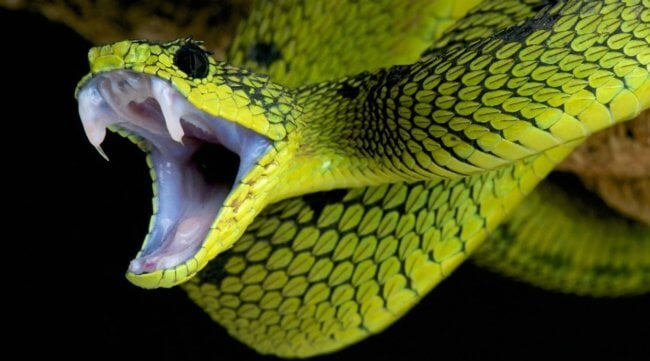 Ядовитые змеи будут чаще кусать людей — этому есть весомая причина. Фото.
