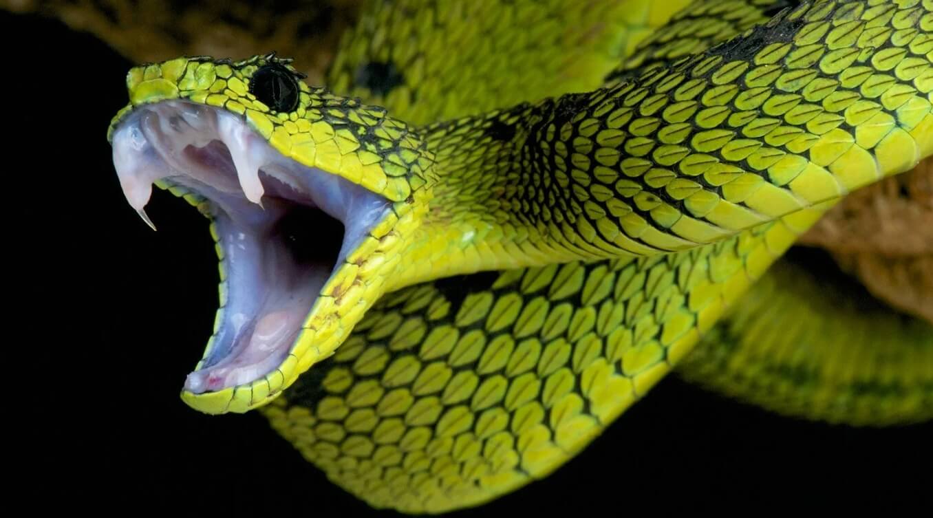 Ядовитые змеи будут чаще кусать людей — этому есть весомая причина. Ядовитые змеи каждый год убивают сотни людей — в будущем число жертв может увеличиться. Фото.