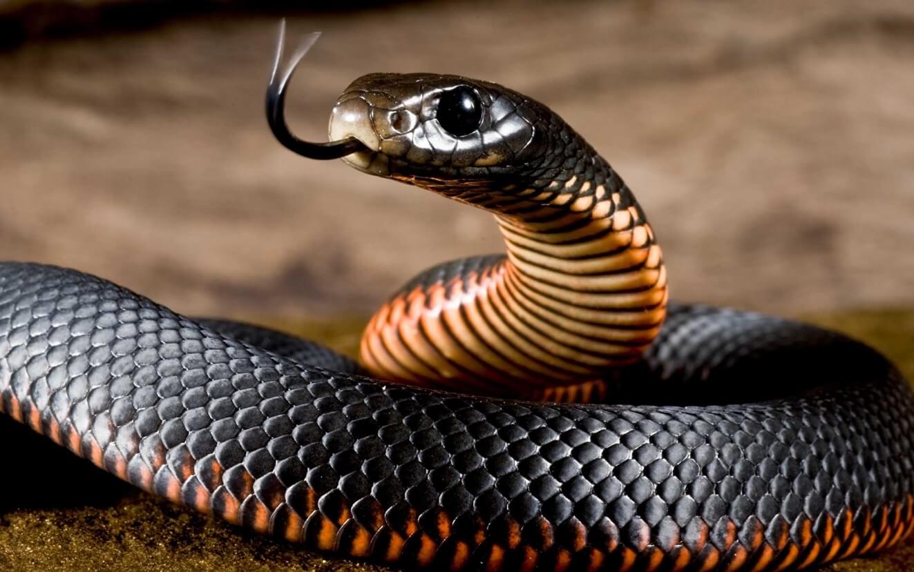В будущем змеи станут более агрессивными. Потепление климата может повлиять на поведение змей. Фото.