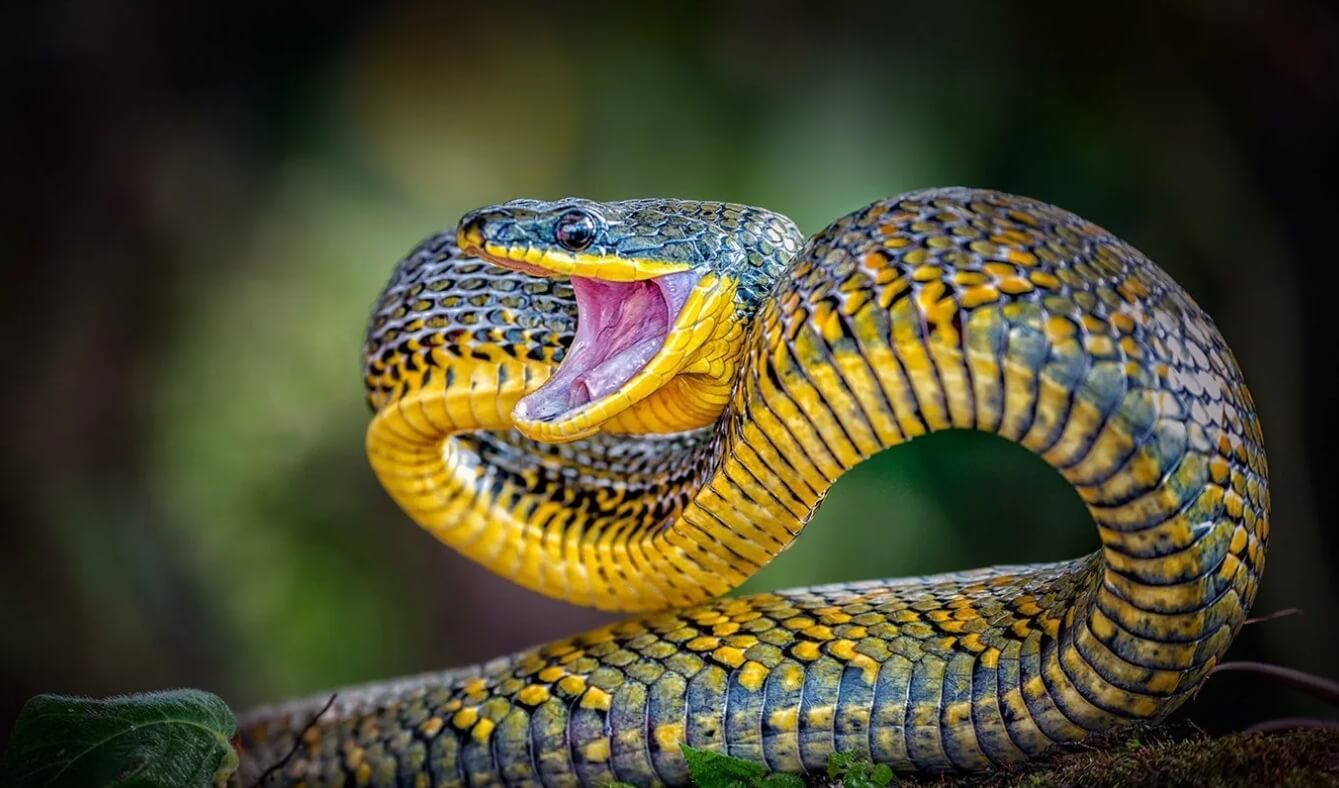Причина агрессии змей. Зимняя спячка змей называется брумацией. Фото.