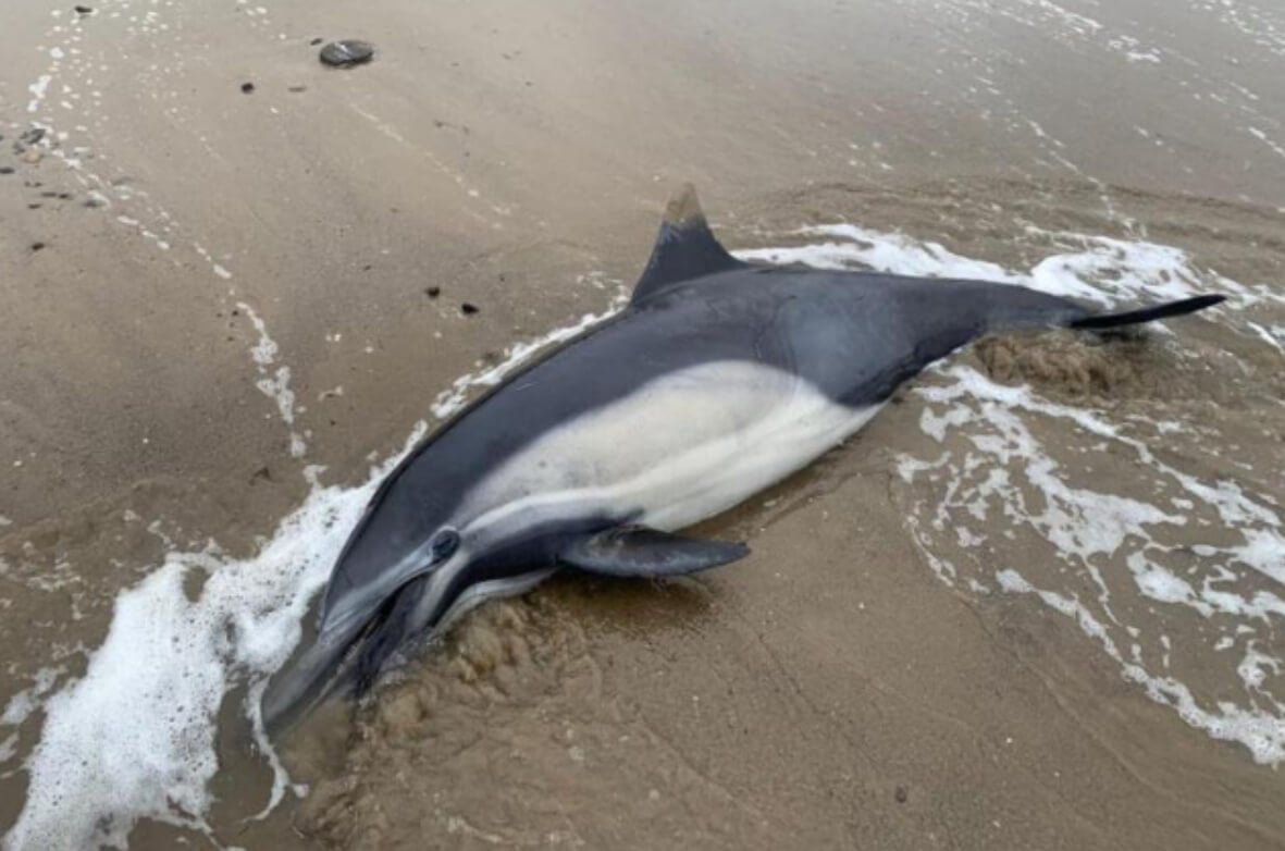 Ядовитые водоросли убивают животных. Дельфины также пострадали от отравления домоевой кислотой. Фото.
