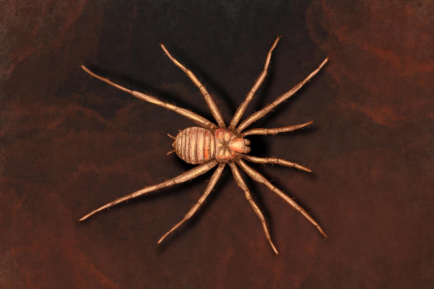 Самый древний паук Германии. Так выглядел паук Arthrolycosa wolterbeeki. Фото.