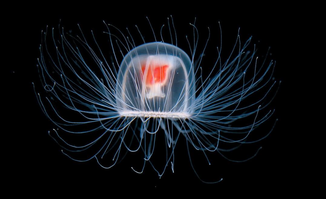 Эти удивительные животные могут «расти в обратном направлении» и жить вечно. Медуза Turritopsis dohrnii считается бессмертным животным — да, такое возможно. Фото.