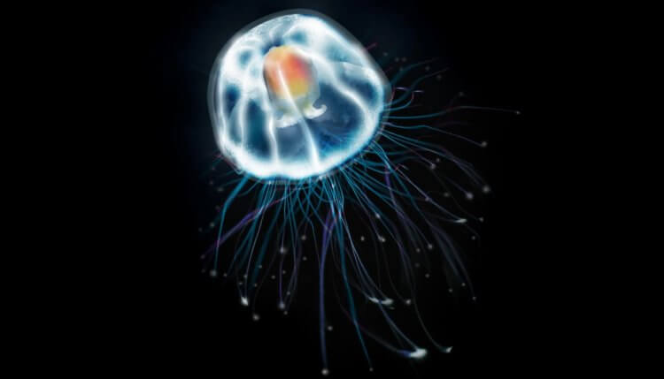Бессмертная медуза — самое долгоживущее животное. Взрослые медузы имеют много щупалец, которые помогают им передвигаться и питаться. Фото.