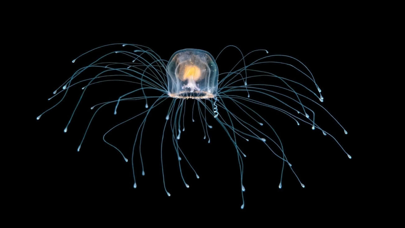 Почему медузы бессмертные. Из-за небольших размеров, разглядеть бессмертных медуз невооруженным глазом трудно. Фото.