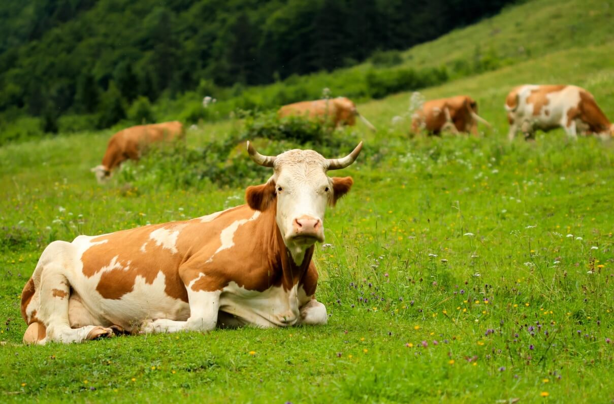 Что едят коровы. От качества питания коров зависит качество их молока и мяса. Фото.