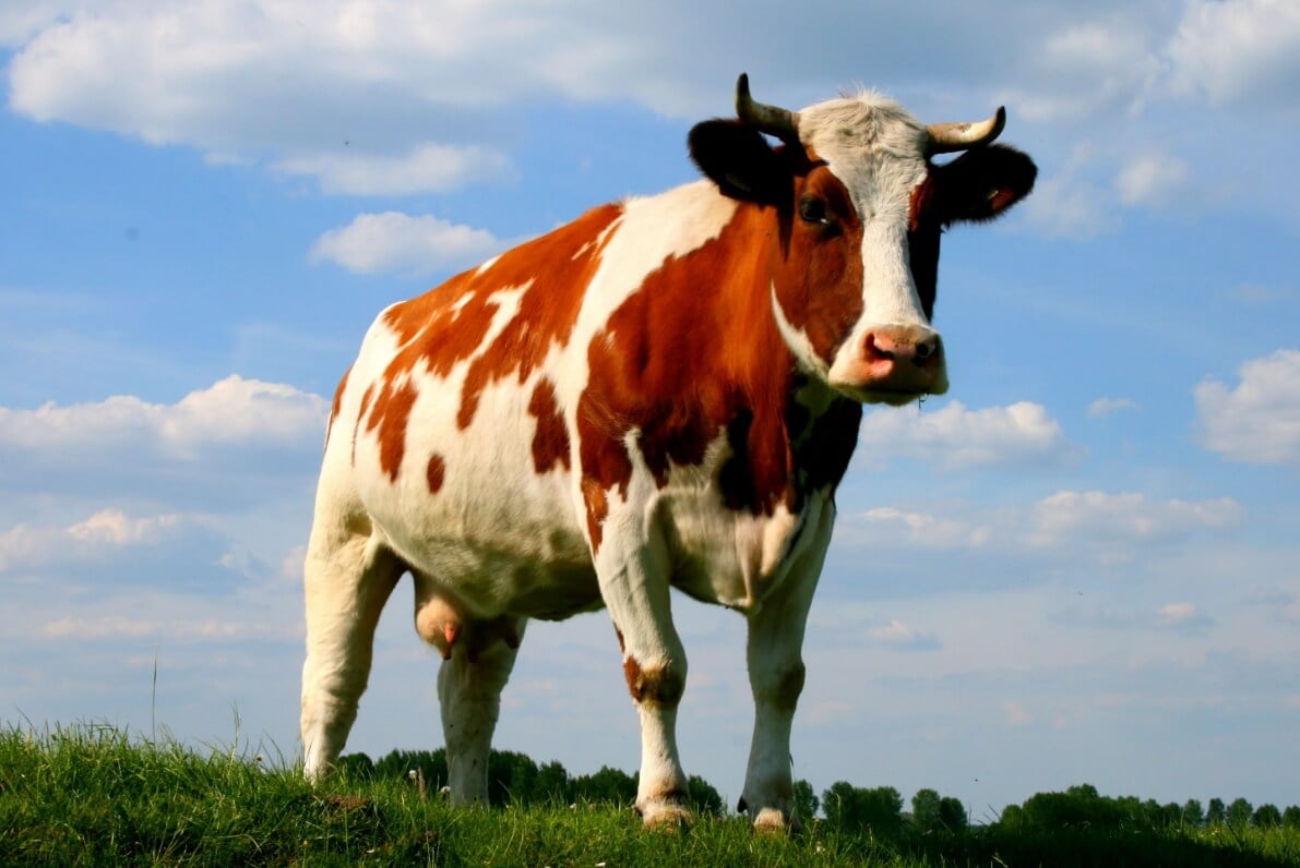 Распространенные болезни коров. Коровы подвержены многим заболеваниям, но благодаря ветеринарам их можно вылечить. Фото.