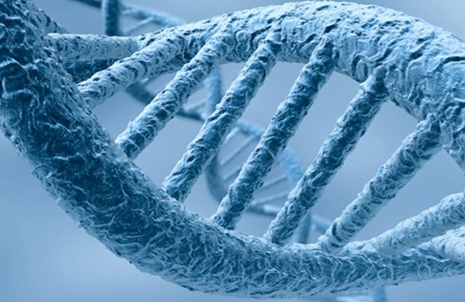 CADASIL является генетическим заболеванием, которое передается по наследству. Фото.