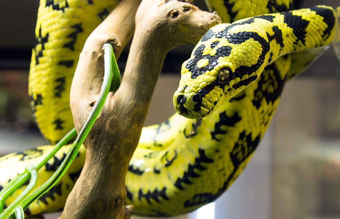 Как паразит оказался в мозге женщины. Ophidascaris robertsi обычно живет в желудке ковровых питонов. Как паразит оказался в мозге женщины. Ophidascaris robertsi обычно живет в желудке ковровых питонов. Фото.