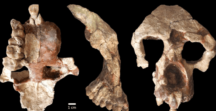 Где жил предок человека. Элементы черепа предка человека и современных человекоподобных обезьян. Фото.