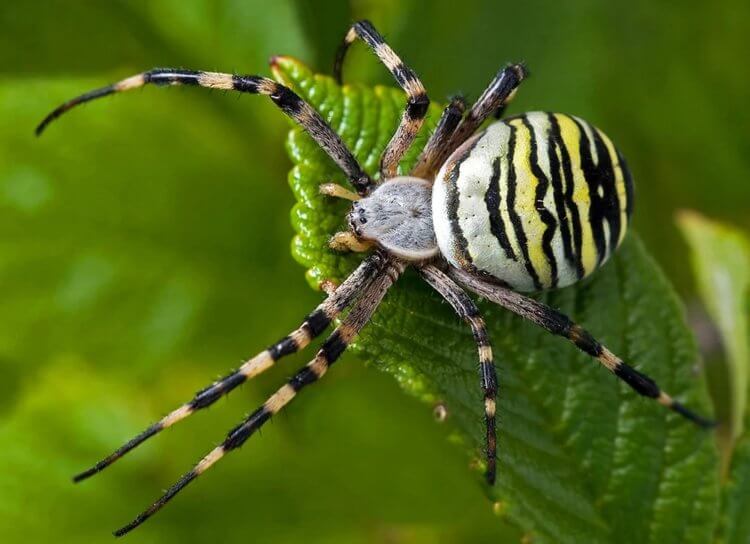 Где можно встретить паука-тигра. Аргиопа Брюнниха, в отличие от каракурта, обычно не заползает в дома. Фото.