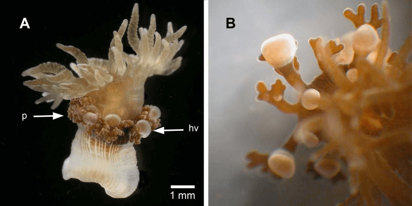 Как крабы-помпоны защищаются ядовитыми растениями. Triactis producta — самая ядовитая морская актиния. Фото.